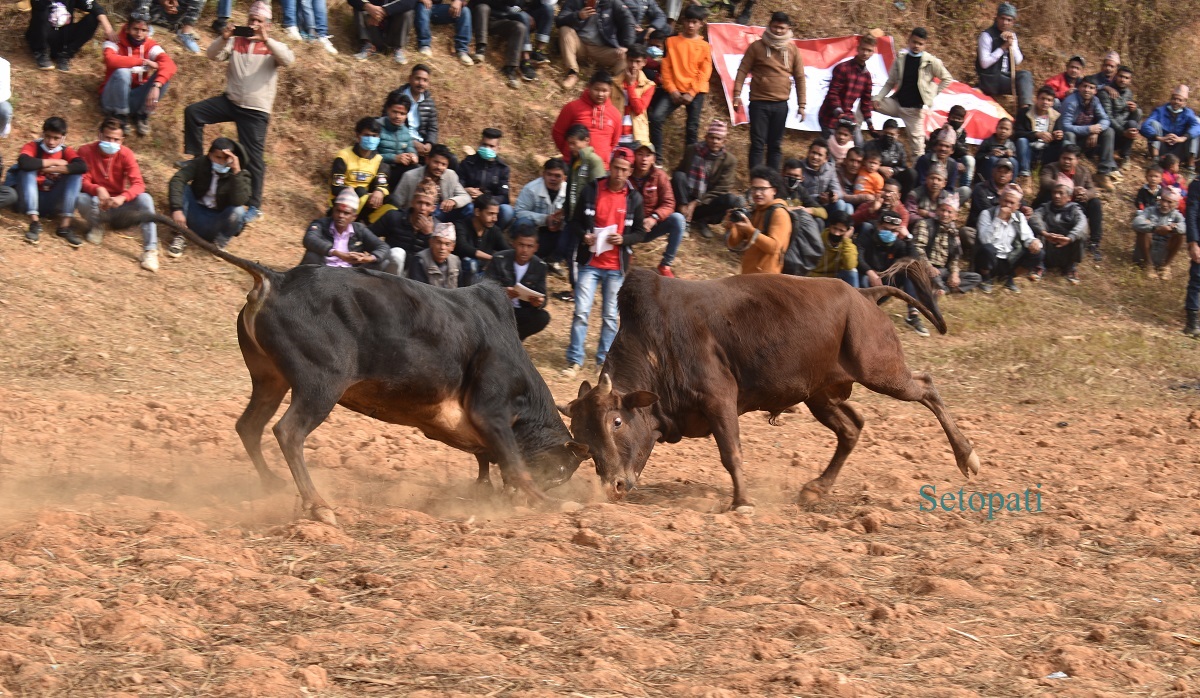 माघेसंक्रान्तिमा नुवाकोटमा आयोजित गोरु जुधाइ कार्यक्रम। तस्बिरः रविन न्यौपाने/सेतोपाटी